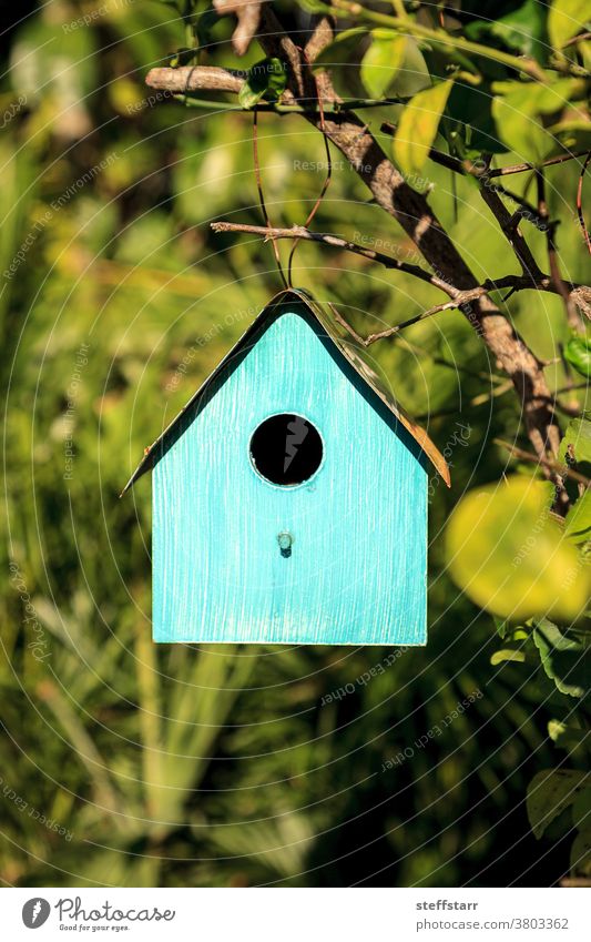 Aqua blue metal birdhouse hangs from a lemon tree Bird house blue bird house blue birdhouse aqua colorful tropical nature shelter wildlife wild bird nesting