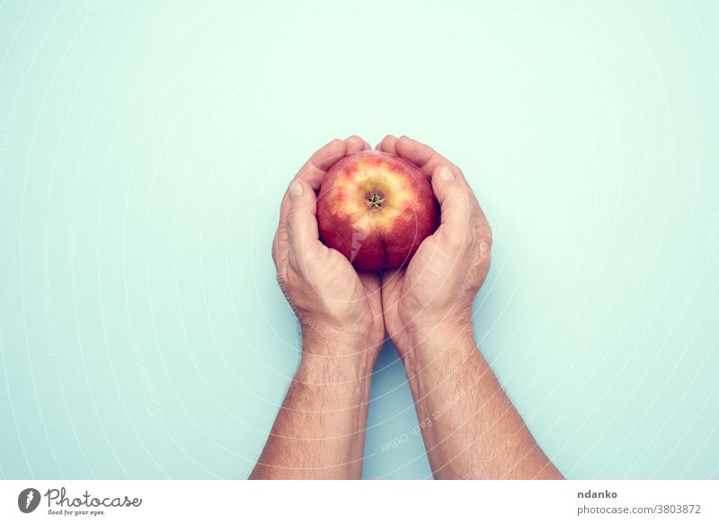 two male hands hold a ripe red apple on a blue background fruit fresh healthy food organic juicy diet man human nature sweet holding nutrition arm vegetarian