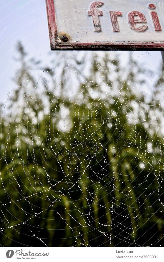 A cobweb full of tiny dewdrops, picturesquely attached to a rusty shield Spider Spider's web Ripening drops dew drops silver Delicate Net Close-up