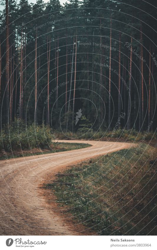 lonely winding country road in coniferous woods trunks moss Forest Exterior shot Landscape Colour photo Day Tree Deserted Environment Nature Plant Green Light