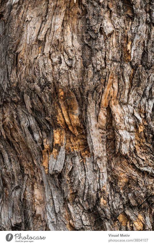 Texture of the bark of a Styphnolobium japonicum commonly known as Pagoda tree texture trunk rough background surface flora old nature wood aged botany brown