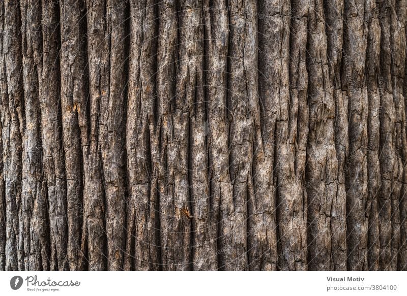 Bark texture of the wide trunk of a California fan palm tree bark rough background surface flora old nature wood aged botany brown abstract close-up tropical