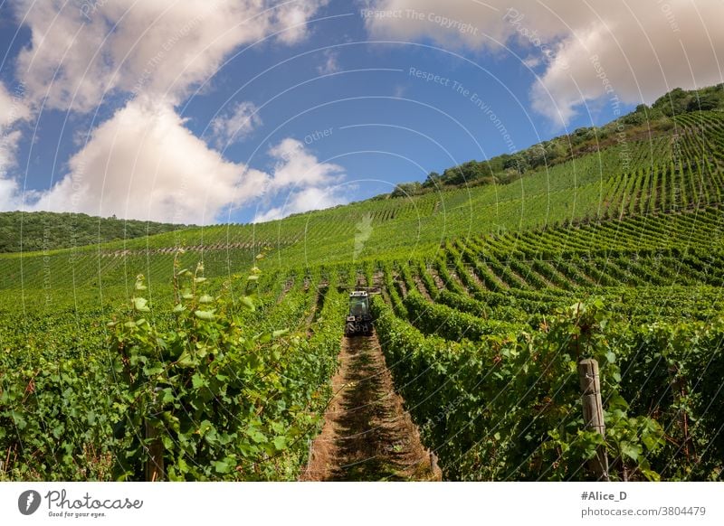 Vineyard on the Moselle Summer Wine growing Nature Landscape Rhineland-Palatinate tranquillity Hiking Mosel (wine-growing area) Idyll Moselle valley River bank