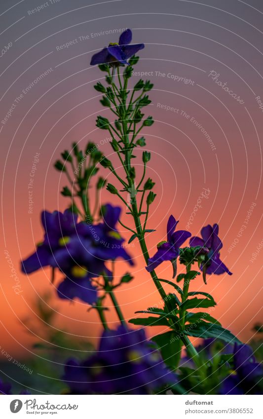 Macro shot of a purple flower before red sunset Flower Sunset Orange Evening Nature Blossom Plant Violet Blossoming Shallow depth of field Exterior shot