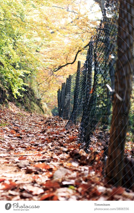 Autumn forest and leafy path next to a protective fence Forest foliage forest path Lanes & trails Protection Fence Fence post Deserted Environment Nature