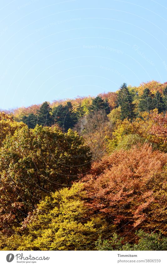 Autumn forest and blue sky Forest trees Deciduous tree foliage Discoloration conifers Hill Sky Blue Beautiful weather Landscape Nature Light Tree Deserted