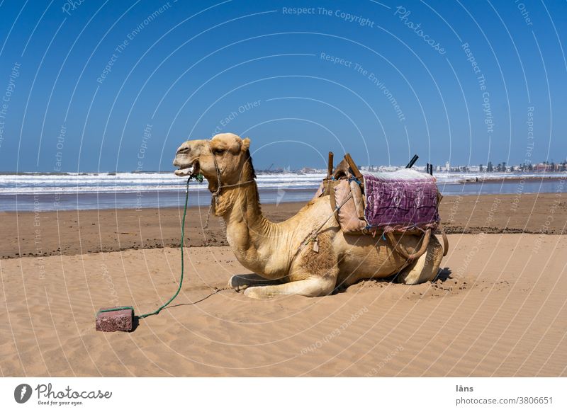 Ship of the desert at the sea Camel Dromedary Morocco Africa Sand Beach Animal Tourism Vacation & Travel Exterior shot Break Resting place ocean take a break