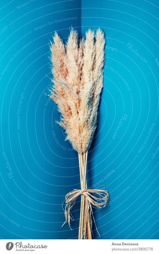 Dried Pampas Grass Pampam Grass Props Reed stem dried flowers floral arrangement bouquet plant design natural nature decoration white blossom style nobody