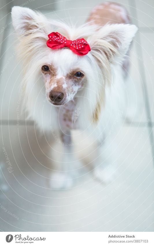 Cute chinese best sale crested dog