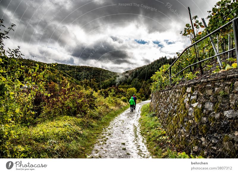 wine and hiking Moselle dough Hunsrück Moselle valley Wine growing tranquillity Idyll Rhineland-Palatinate Mosel (wine-growing area) vine Colour photo Vine Sky