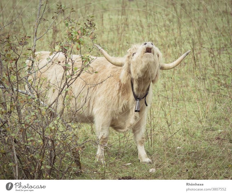 Scottish highland cattle calling for their little calf Highland cattle Farm animal Cow Animal Exterior shot Colour photo Deserted Animal portrait Nature Pelt