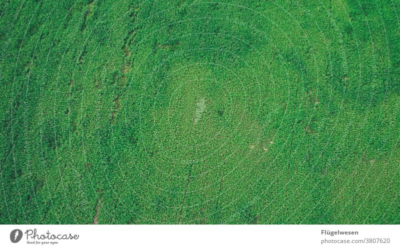 Meadow from above Nature Environment Nature reserve Green Foliage plant Green space Lawn Mow the lawn fields