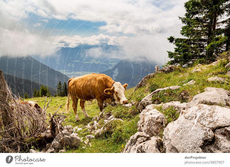Cow above the Achensee in Tirol in Austria Alps Back-light Tyrol Lake Achensee wanderlust Hiking trip Class outing nature conservation Endurance Determination