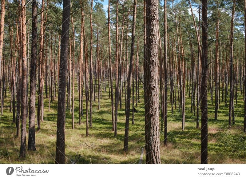 Pine forest, light and bright Nature Forest pines Environment Monoculture Regular Forestry Green Coniferous forest Labyrinth Tree Plant Summer Deserted Jawbone