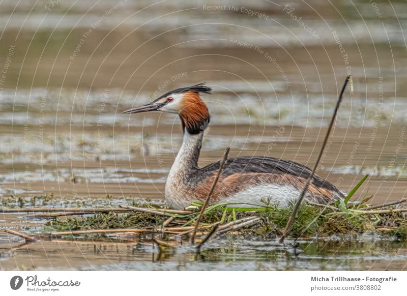 Great crested grebe on his nest Crested grebe Podiceps cristatus Nest Lake Water breeding period incubate Head Beak Eyes Grand piano feathers plumage Looking