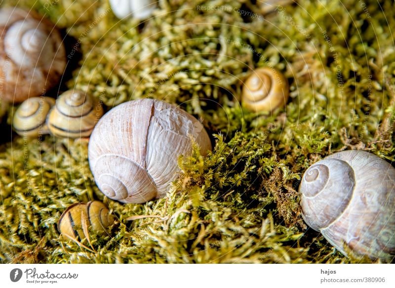 snail shell Calm Meditation Decoration Nature Moss Animal Wild animal Simple Gray Snail shell Crumpet snails Spiral amass Collection silent Still Life Fragile