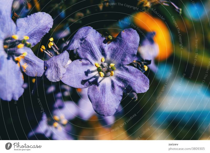 Detail of a purple flower of polemonium caeruleum jacob's-ladder greek valerian cup-shaped lavender-coloured lilac boreal medicinal uses stamens five-petals