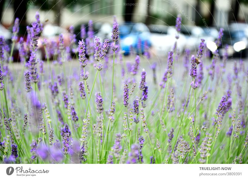 Visual anti-depressant. Flowering lavender bush at a main road with parked cars and a passer-by and row of houses and tree trunks in the background Lavender