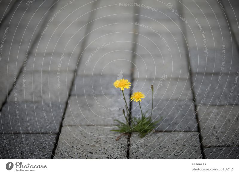 Pioneer plant grows out of crack of paving stones Flower autumn dandelion Blossoming Yellow Paving stone Gray Street wax Growth Plant luminescent Assertiveness