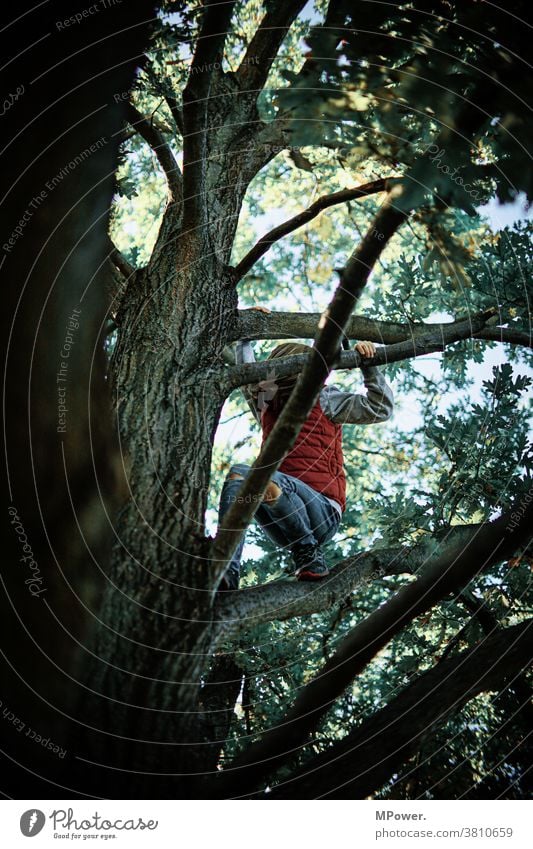 up in the tree top Tree Child Climbing Playing Infancy Romp Nature out Treetop branches Girl Joy Happiness Brave Fear of heights Movement Human being