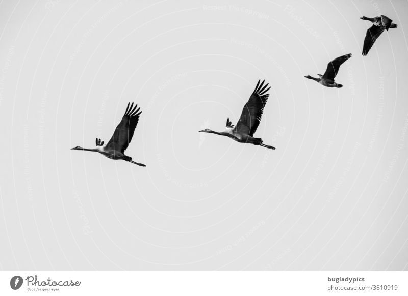 Black and white photo of two cranes and two white-fronted geese in flight. Cranes in the sky White-fronted geese Migratory bird Migratory birds Flock of birds