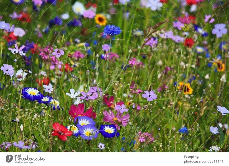 Colourful flower meadow in the basic colour green
with various wild flowers. Leaf Flower Flower field Flower meadow Meadow little flowers Blossom Botany flora