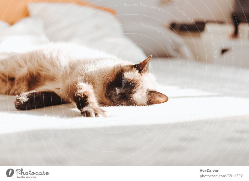 Siamese cat sleeping over a bed during a bright day with copy space loving colors copy-space peace dream indoor up paws room playful horizontal bored lovable