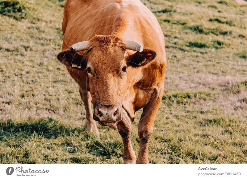 Giant brown cow walking towards the camera on a sunny day in the farm closeup grass farming green hay bull macro field animal caricature chew cud straw strange