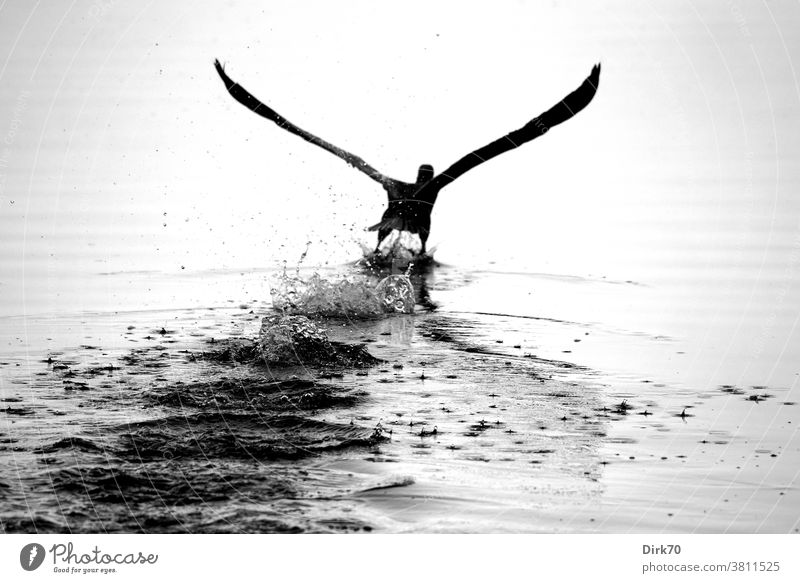 Departure: Cormorant takes off from the water surface Bird launch departure Flying flight waterfowl Grand piano Animal Nature Exterior shot Wild animal Deserted