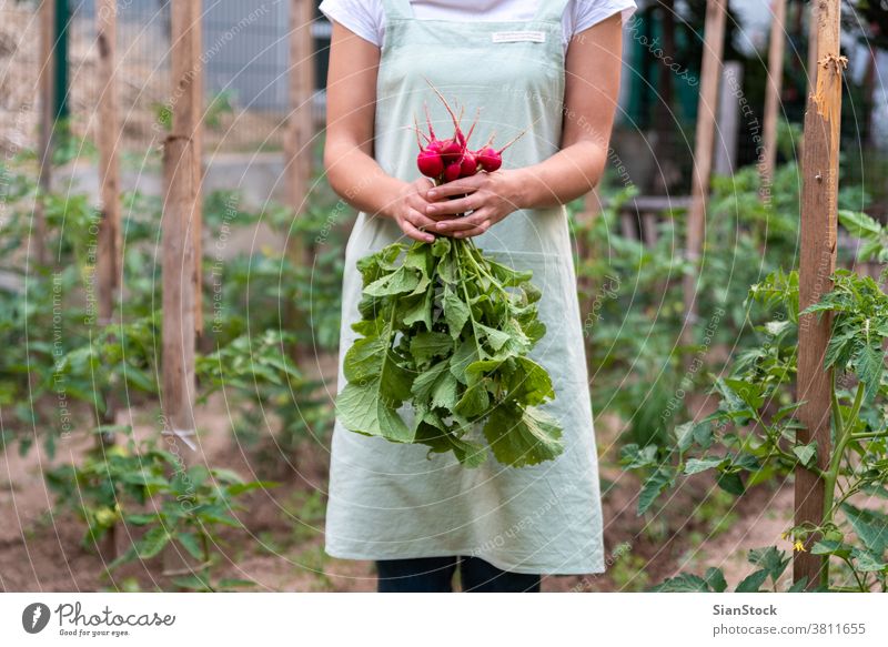Young woman in the garden holds radish. green crop fresh bunch growth apron plant healthy vitamin food picking leaf raw nature harvest hand organic ripe farm