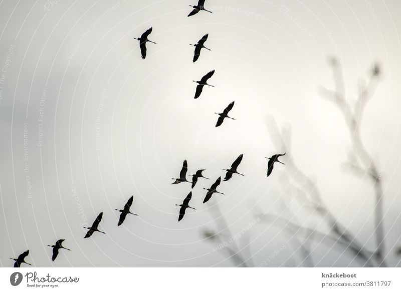 autumn Autumn Nature Cranes Sky Flying Exterior shot Freedom Flock Bird Migratory bird