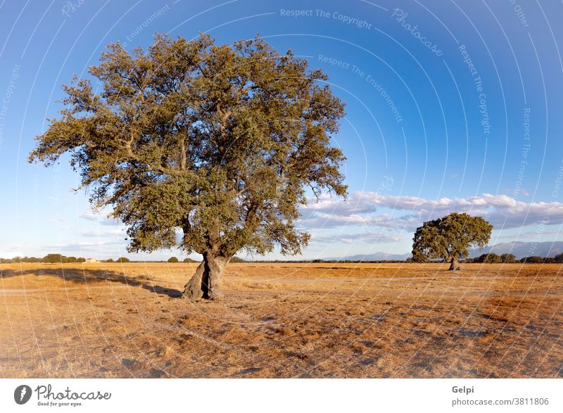 Spanish meadow in summer field dry holm oak Spain sky landscape season tree one blue leaf nature wood environment park plant rural spring sun bright country