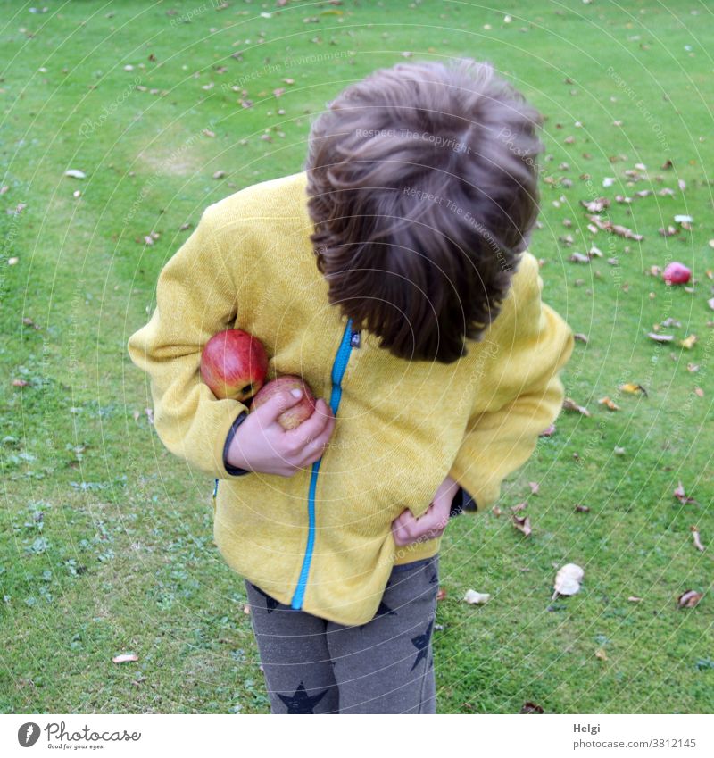 all pockets full - boy with yellow jacket looks down, holds collected apples in his arms and puts some in the pocket of his jacket Human being Child Boy (child)