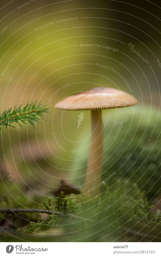 Mushroom and needle branch Forest spruce branch Moss Woodground Nature Plant Shallow depth of field Green Brown naturally Mushroom cap Autumn Growth