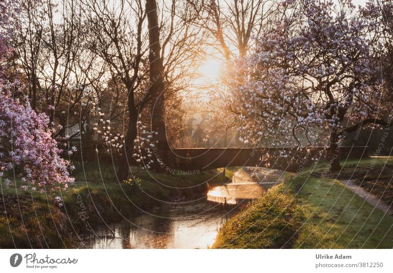 favourite place in paradise - garden .... blooming magnolia trees at an old stone bridge in the warm light of the rising sun Magnolia trees Magnolia blossom