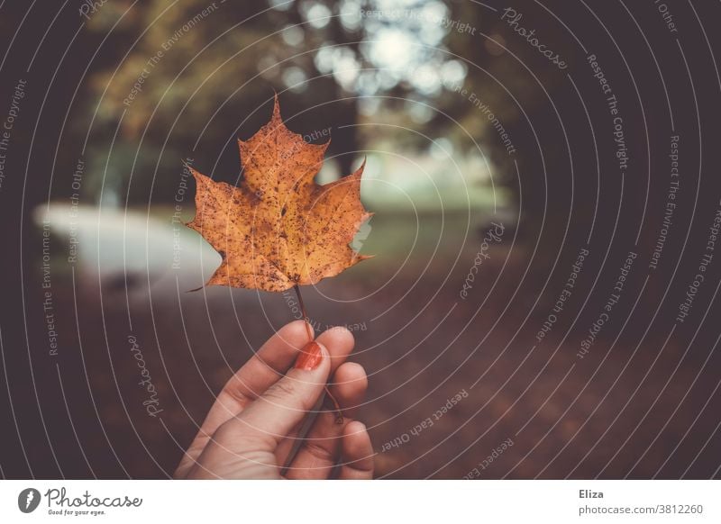 One hand holds an autumn yellow maple leaf Autumn foliage Maple tree Maple leaf Hand Nature out Autumnal Autumnal colours Leaf Autumn leaves