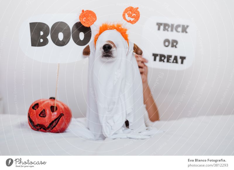 cute jack russell dog at home wearing ghost costume. Halloween background decoration. Woman hand holding BOO sign halloween indoors balloons bedroom house