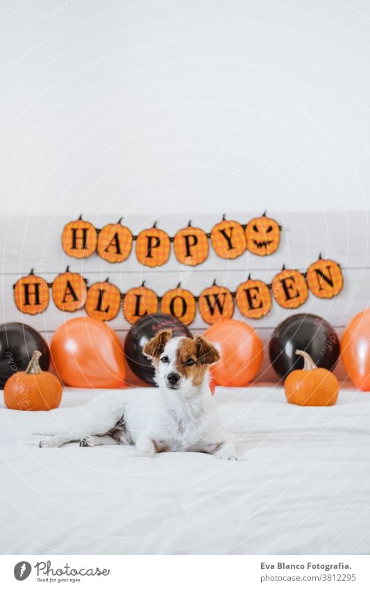 cute jack russell dog at home. Halloween background decoration halloween indoors balloons bedroom house lovely pet nobody orange pumpkin diadem funny domestic