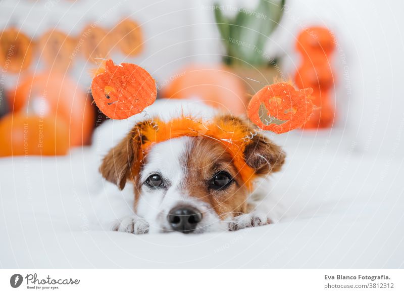 cute jack russell dog wearing halloween diadem at home. Halloween background decoration. indoors balloons bedroom house lovely pet nobody orange pumpkin funny