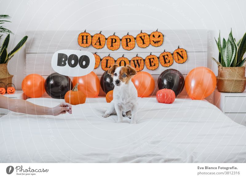 cute jack russell dog at home. Halloween background decoration. Woman hand holding BOO sign halloween indoors balloons bedroom house lovely pet nobody orange