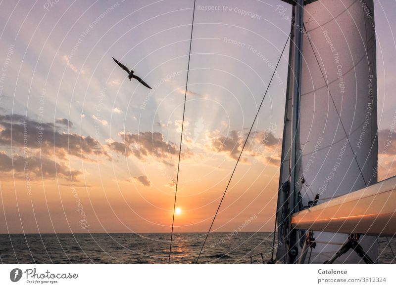 The sun rises on the horizon, a seagull flies by as we sail Twilight Sunrise Horizon Sunbeam sailing yacht Front Sail Ocean Water Seagull Bird Flying Sailing