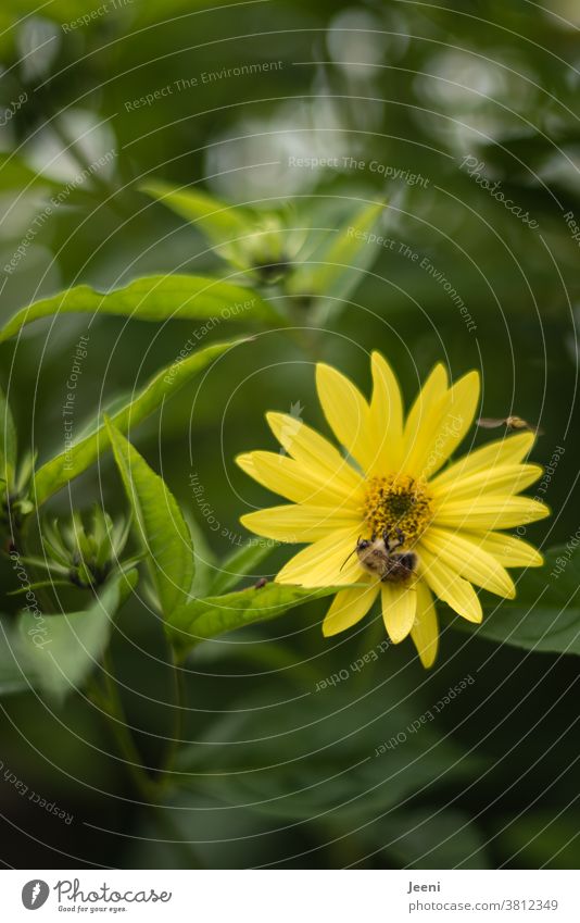 A single yellow summer flower with a busy bee, which absorbs the nectar and distributes the pollen Bee Flower Blossom Nectar Plant Insect Nature Garden