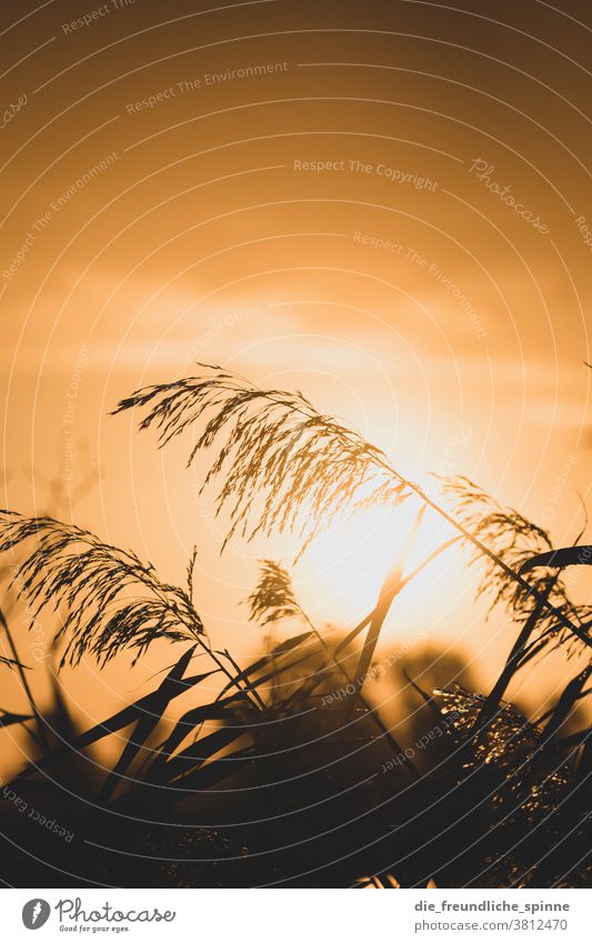 Sunrise Reed II reed Water Plant Fern Sunset Back-light Light Black Yellow Contrast Nature Exterior shot Colour photo Sunlight Deserted Shadow Landscape Sky