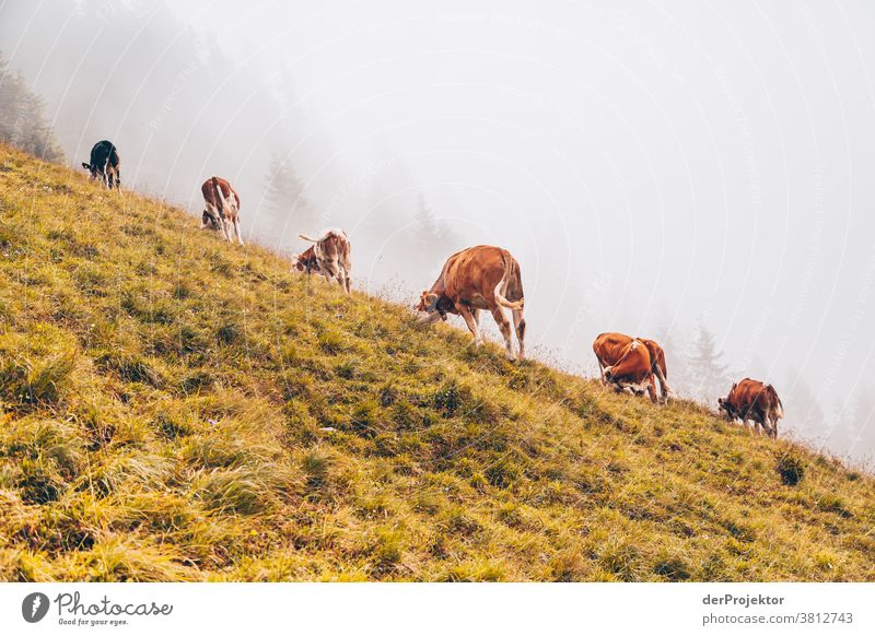 Cow herd in the fog above the Achensee in Tirol in Austria Alps Back-light Tyrol Lake Achensee wanderlust Hiking trip Class outing nature conservation Endurance