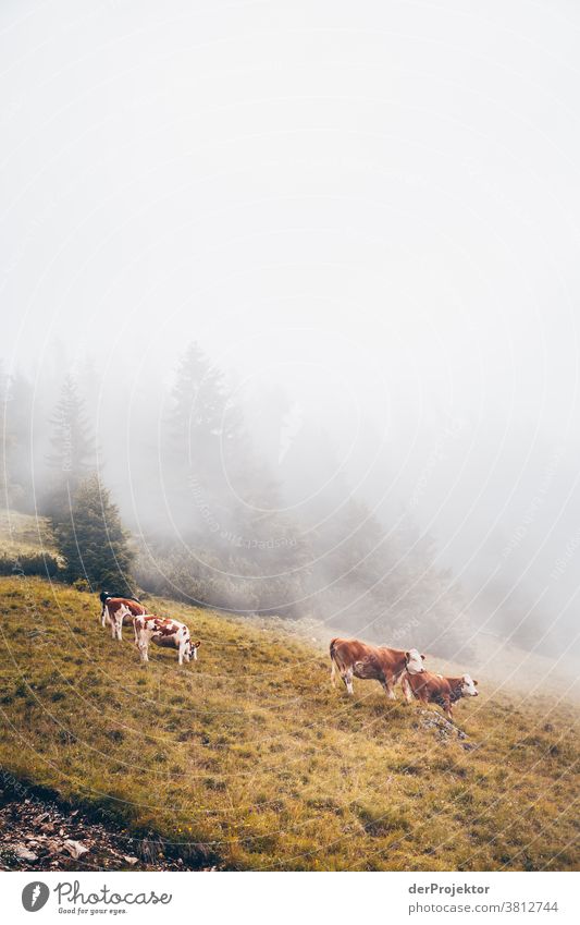 Cow herd 2 in the fog above the Achensee in Tirol in Austria Alps Back-light Tyrol Lake Achensee wanderlust Hiking trip Class outing nature conservation