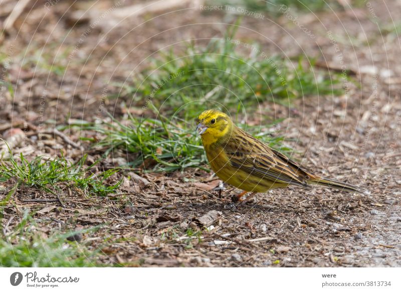 Yellowhammer searching for food on the forest floor Emberitsa Citrinella Animal Bird Copy Space Cuddly cuddly soft feathers Fly Food Forest Woodground Ground