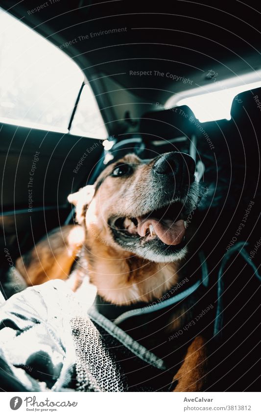 Cute dog smiling while waiting on the back seat of the car adorable enjoy lifestyle cute fun rest pet home closeup domestic bed happy goofy resting relaxation