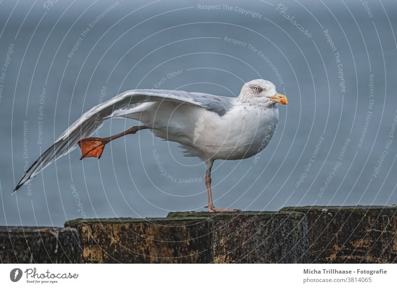 Gull stretches and stretches Seagull Silvery gull Larus argentatus Bird Animal Baltic Sea Head Beak Eyes Grand piano feathers plumage Legs elongate Stretching