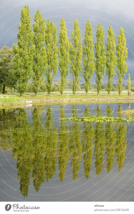 Ten poplars in the sunlight and before rain clouds, reflecting in the water of a lake Poplar Tree reflection Lake Lakeside Rain Cloud stormy atmosphere