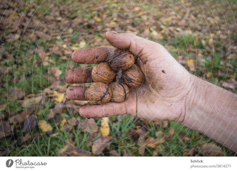 Walnuts in the collector's dirty hand in the background blurred grass with walnut leaves amass Hand Fresh Meadow Walnut leaves Autumn Grass palm five masculine